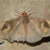 Moths