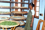 Sericulture farm, Ummulong, Jaintia Hills