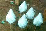 Eri cakes, Eri Spinning Centre Marngar, Ri-Bhoi District