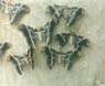 Eri Moths, Eri Silk
Grainage Nongpoh